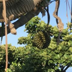 Laopaizhadancongyoubing User Photo
