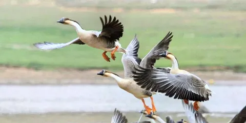 合肥龍溪動物園
