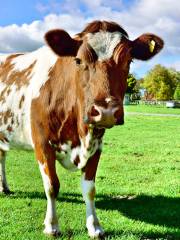 Agrodome