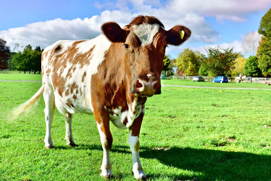 Agrodome