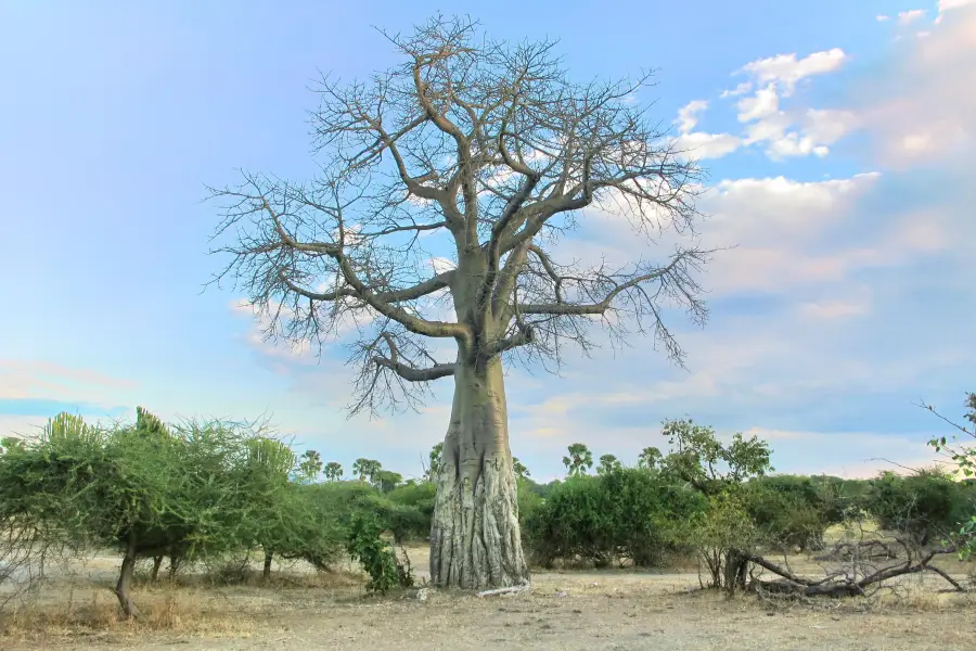 Liwonde National Park