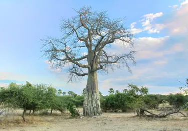 Distrito de Machinga