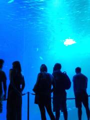 施特拉爾松德水族館