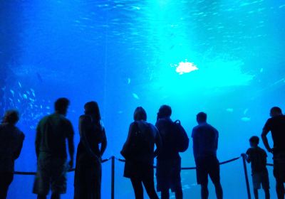 Ozeaneum