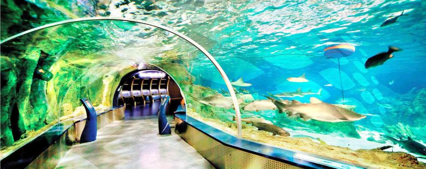 Aqua Vega Aquarium