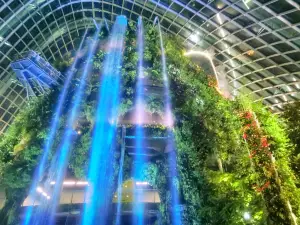 Cloud Forest