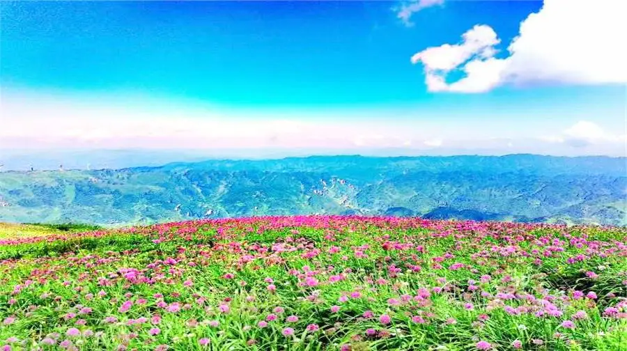 Ahsilisi Chives Field