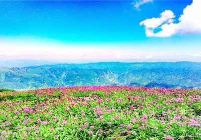 Ahsilisi Chives Field