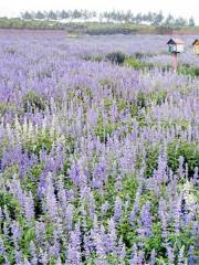 Flower Field Purple Charm Lavender Manor