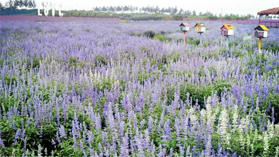 Flower Field Purple Charm Lavender Manor