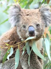 Koala Park Sanctuary Sydney