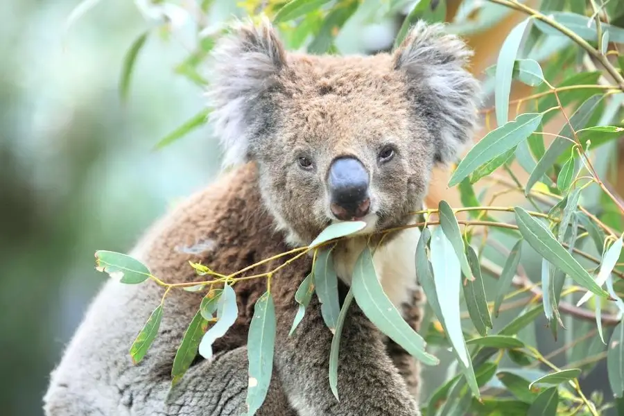 Koala Park Sanctuary Sydney