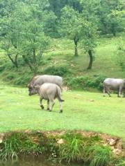 Pinghe Grassland