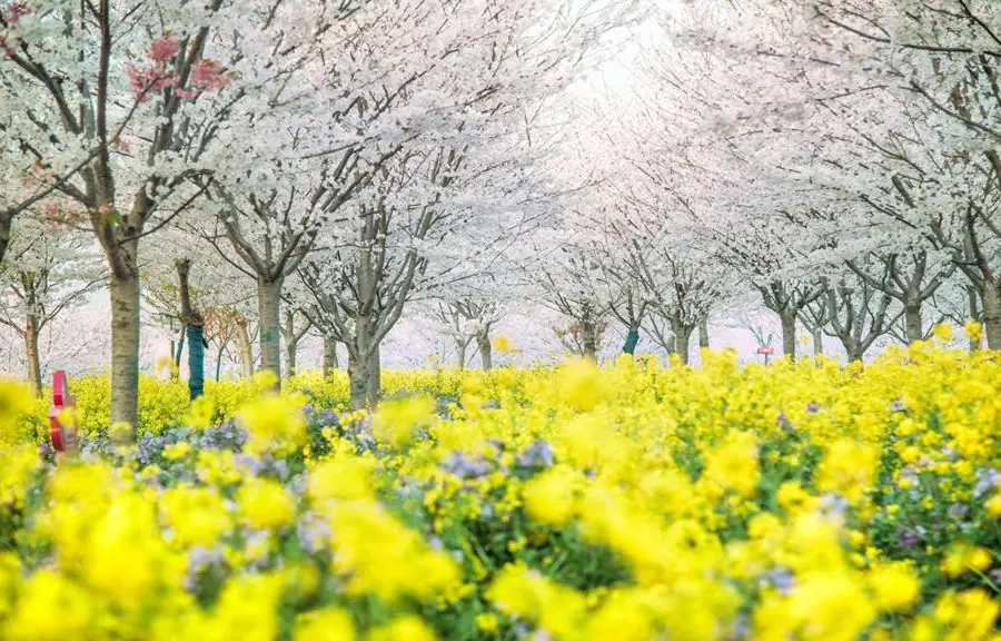 Flower Sea, Gubaidu Grassland