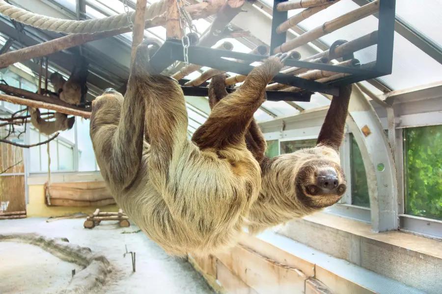 Zoológico y Jardín botánico de Budapest