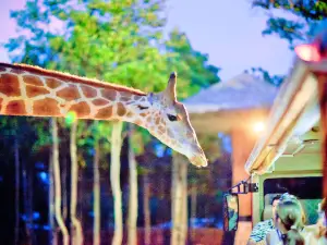 ตั๋วเข้าชมสวนสัตว์เชียงใหม่ไนท์ซาฟารี (Chiang Mai Night Safari)