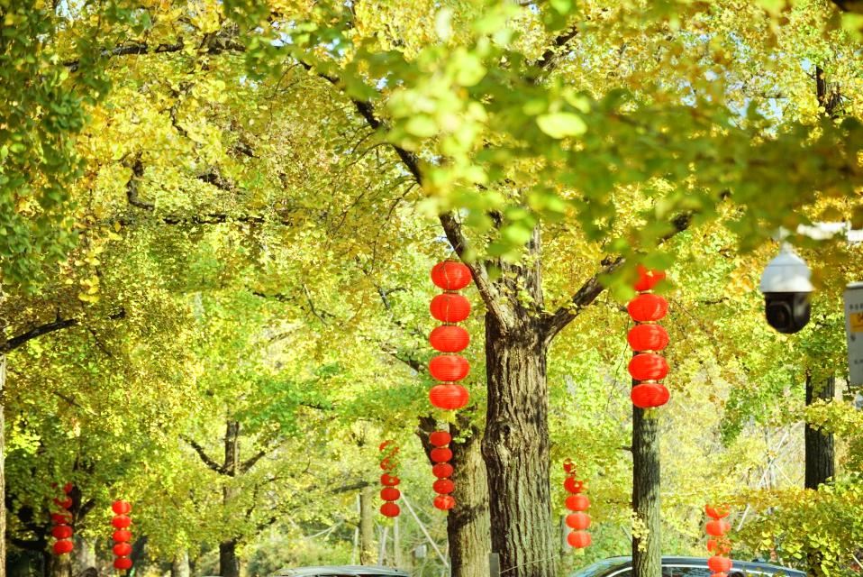 Badujie Scenic Area - Ancient Ginkgo Park