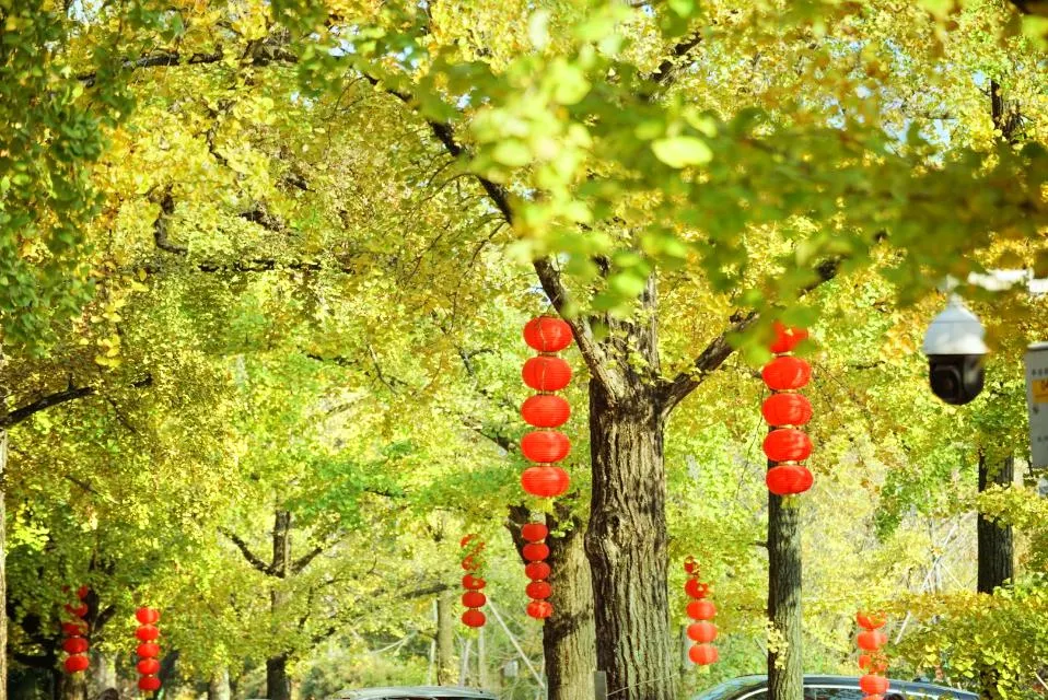 Badujie Scenic Area - Ancient Ginkgo Park