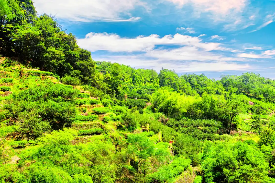 Hotels near Dahongpao（Big Red Robe Tea） Scenic Spot