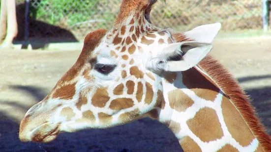 奧克蘭動物園