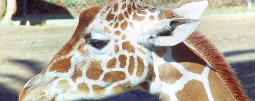 Oakland Zoo