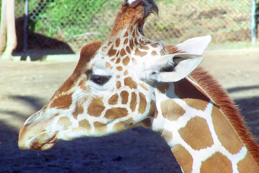 奧克蘭動物園