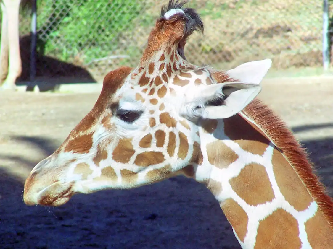 Hotels near Oakland Zoo