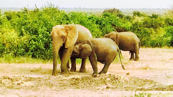 Kibale National Park