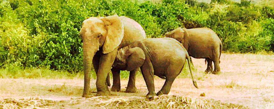 Kibale National Park
