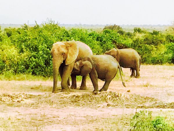 Kibale National Park