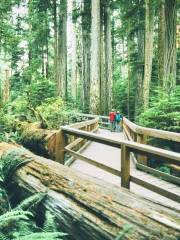 Cathedral Grove