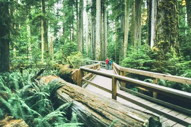 Cathedral Grove