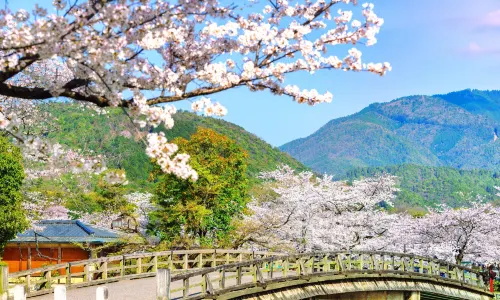 Blossom Viewing in Kyoto