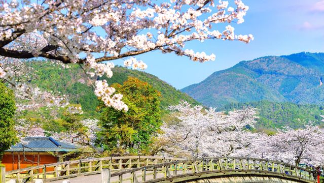 Cherry Blossom Viewing in Kyoto