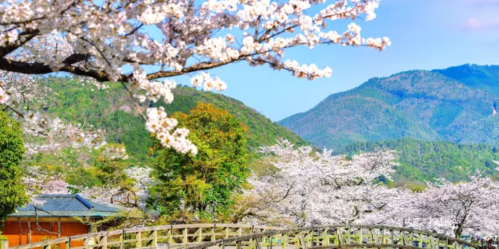 Arashiyama image 0