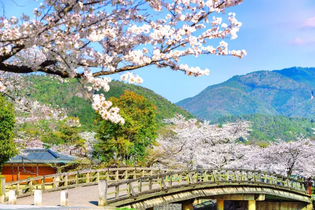 Blossom Viewing in Kyoto