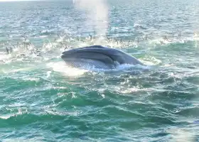 Auckland Whale & Dolphin Tour