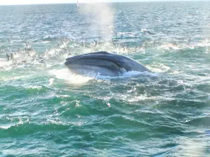 奧克蘭鯨魚海豚發現之旅