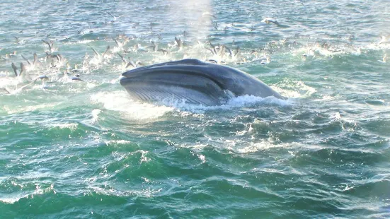 奧克蘭鯨魚海豚發現之旅