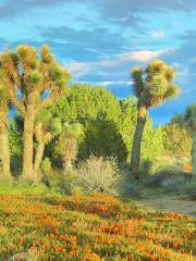 Réserve du Pavot de Californie d'Antelope Valley