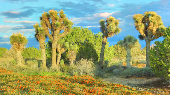 Antelope Valley California Poppy Reserve State Natural Reserve