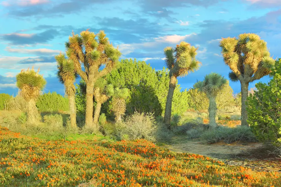 Antelope Valley California Poppy Reserve