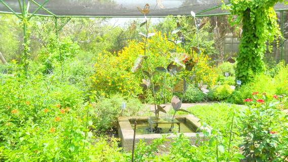 South Texas Botanical Gardens & Nature Center