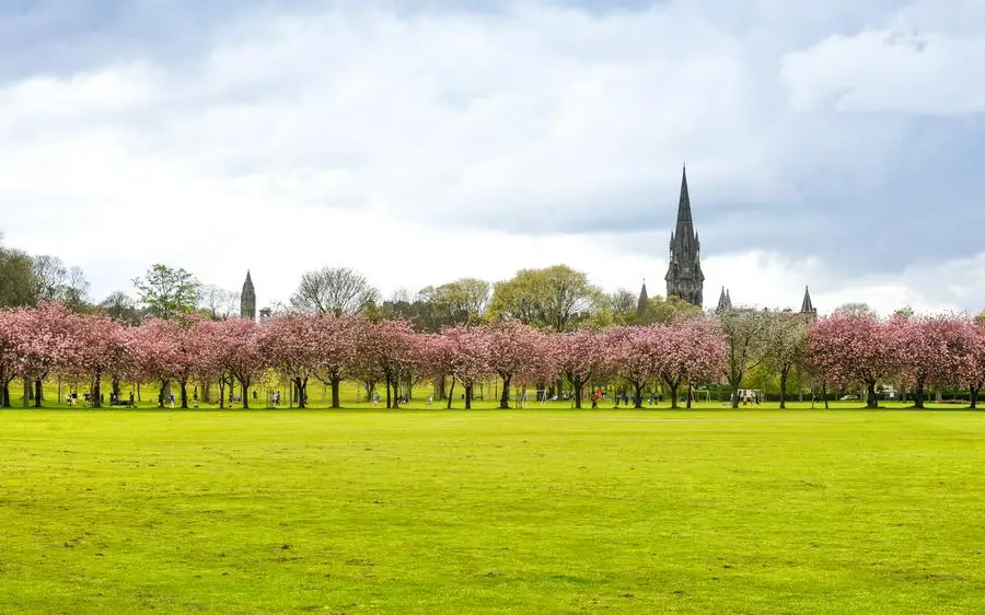 The Meadows