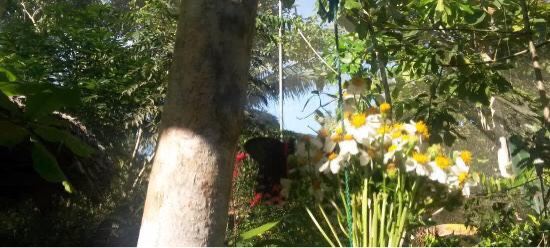 Boracay Butterfly Garden