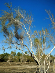 Haloxylon Forest of Ganjia Lake