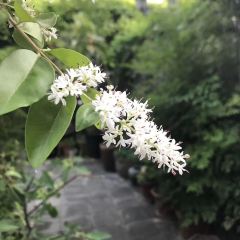 茉莉花园咖啡(惠民路店) 여행 사진
