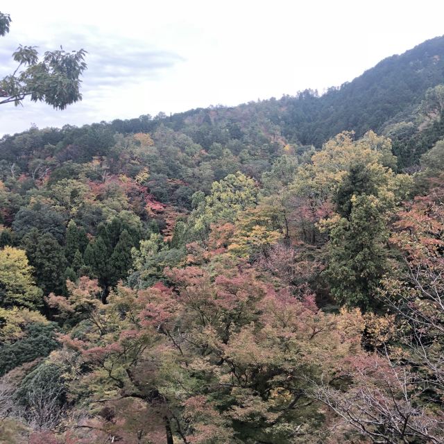 아라시야마