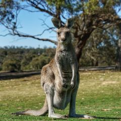 Anglesea Golf Club Bistro User Photo