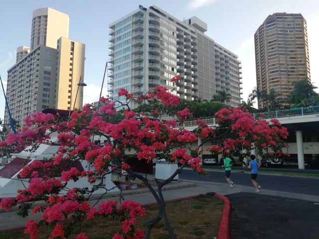 Duke Kahanamoku Beach
